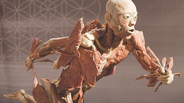 The "Human Body Museum" in Bangkok presents an extraordinary journey into human anatomy.